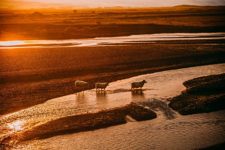 Schafe, Fluss, Sonnenaufgang, Island