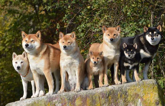 A pack of Shiba Inus