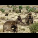 Ethiopia Baboons 11