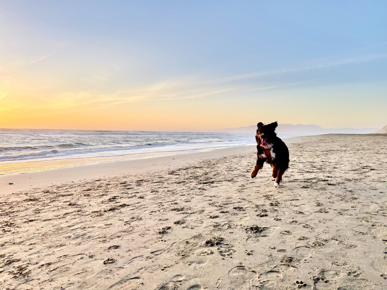 Lyra happily bounding along the beach
