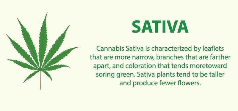 Cannabis Sativa Leaf