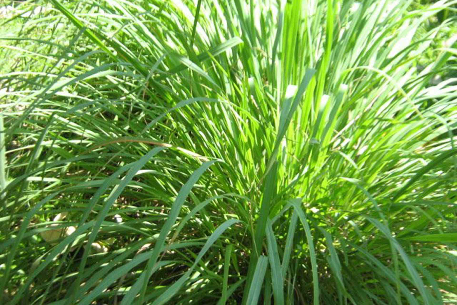 Citronella plant