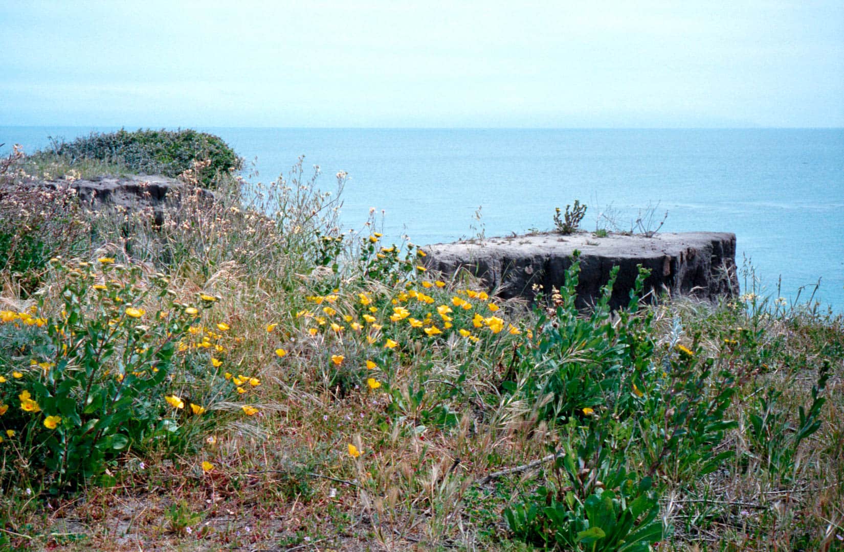Yellow wildflowers atop a cliff near the ocean