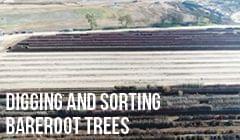 Digging and Sorting Bareroot Trees