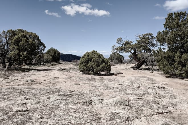 A short, globe-like juniper tree stands alone in the middle of a rocky clearing.