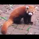 China Red Pandas 2