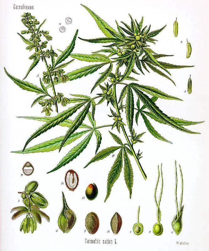 Historical Depiction Of The Cannabis Plant