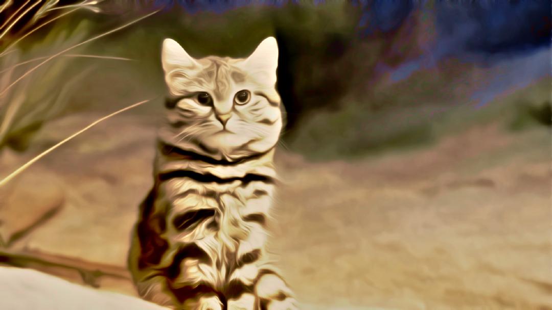 Black Footed Cat