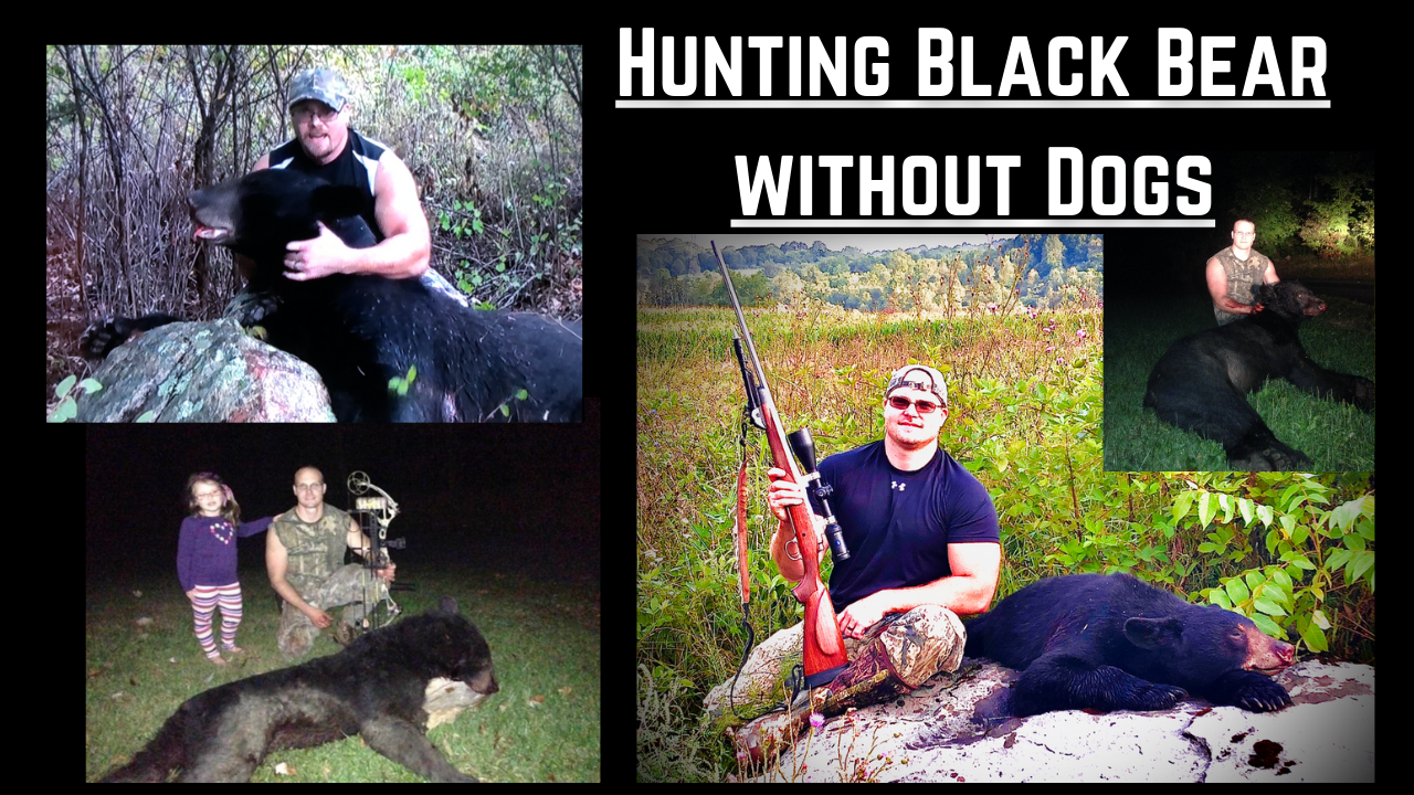 Hunting Black Bear Without Dogs