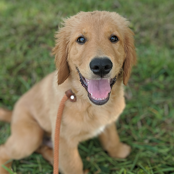 A golden retriever puppy sits on the grass. It has an orange leash clipped to its collar.