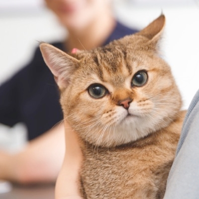 Reducing Urine-Marking Behavior In Cats