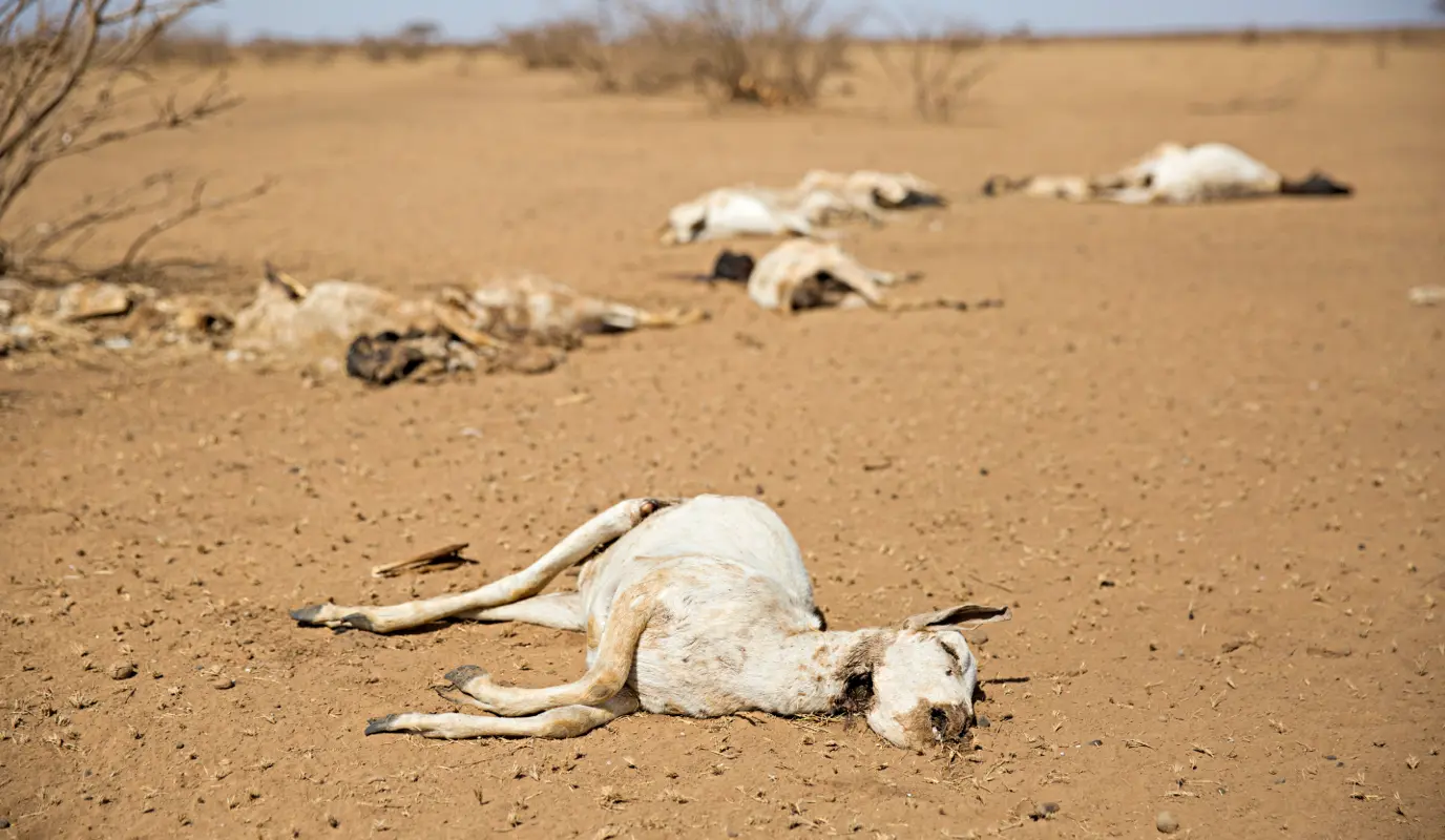 Dead livestock in Somaliland