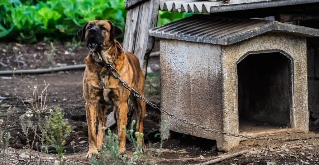 Cão vira-lata preso a casinha.