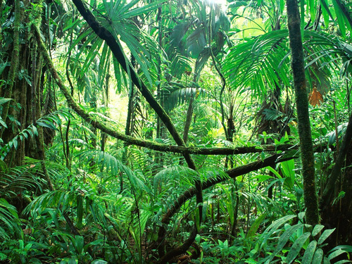 Tropical rainforest with prominent winding branches and leafy plants Zoom background