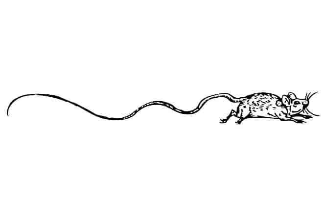 mouse 145286 640