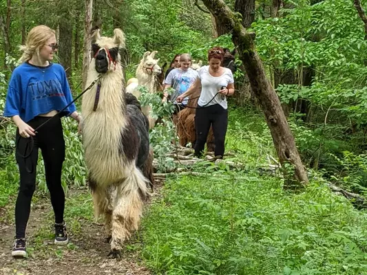 A short string of llamas out hiking in the woods