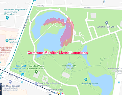 Map of where to find monitor lizards in Lumpini Park