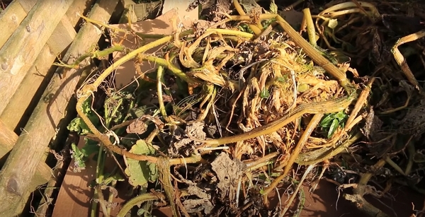 Old squash stems in a compost bin