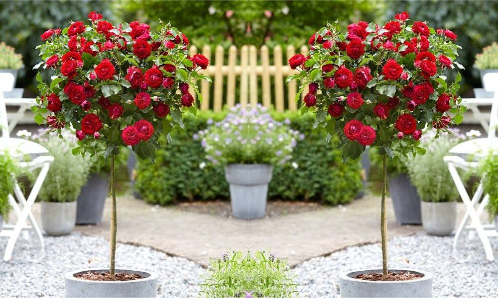 plant supply services