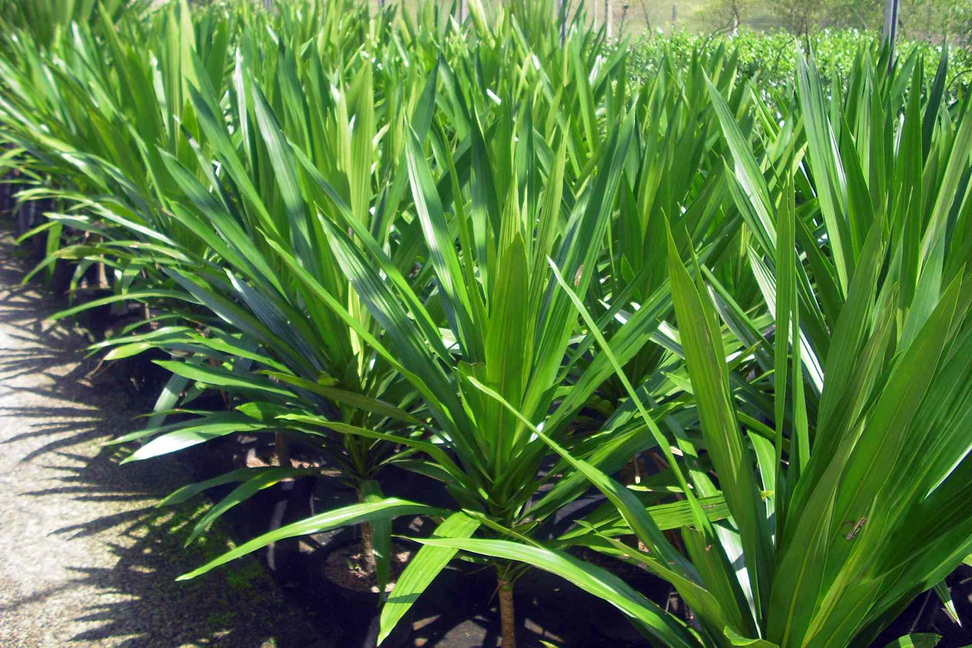 Dracena Arborea