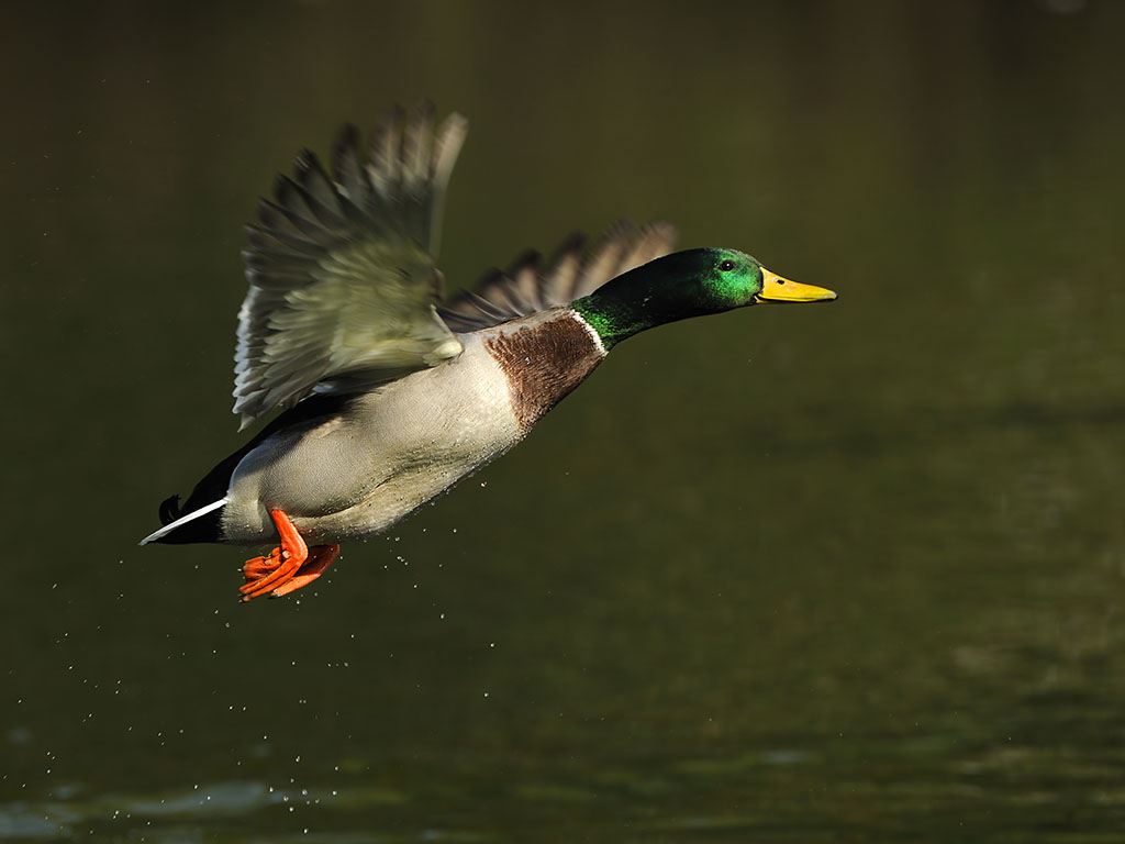 A colorful male mallard, eurasian wild duck.