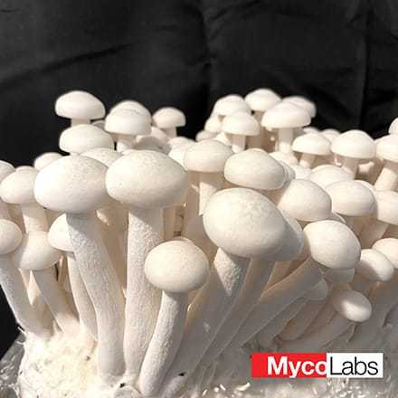 White Beech Mushroom (Hypsizygus marmoreus)