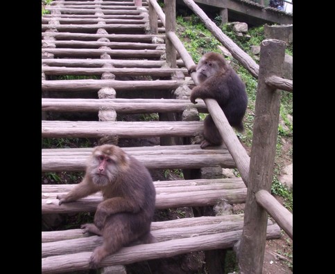 China Monkeys 14