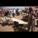 Somalia Animal Market 21