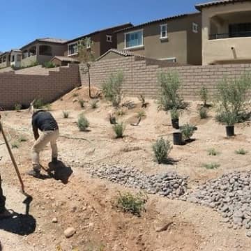 sustainable landscaping installation of shrubs on a desert ground