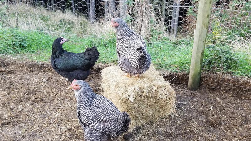 Chooks playing king of the hay bale
