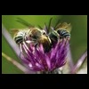 pollinators_tn.jpg