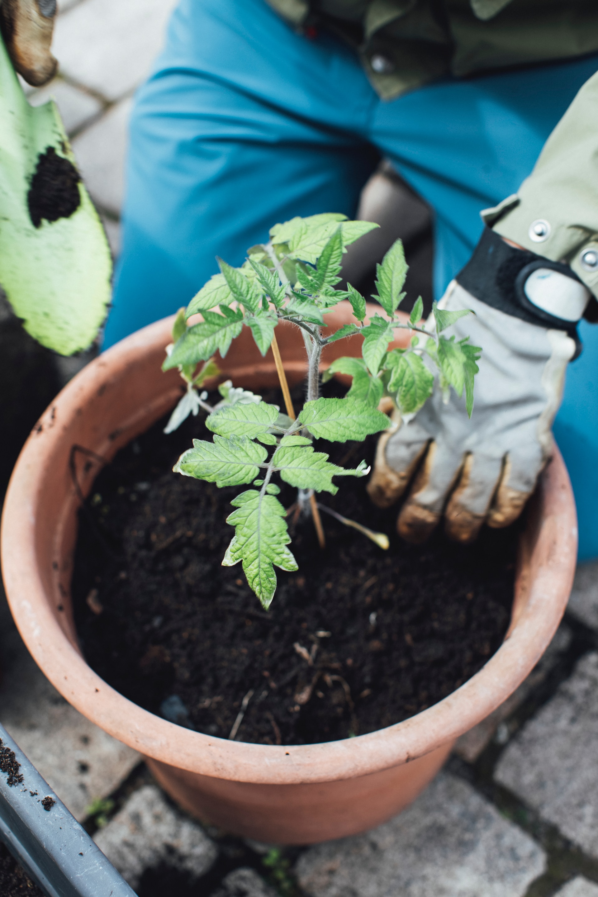 planting tomato seedlings