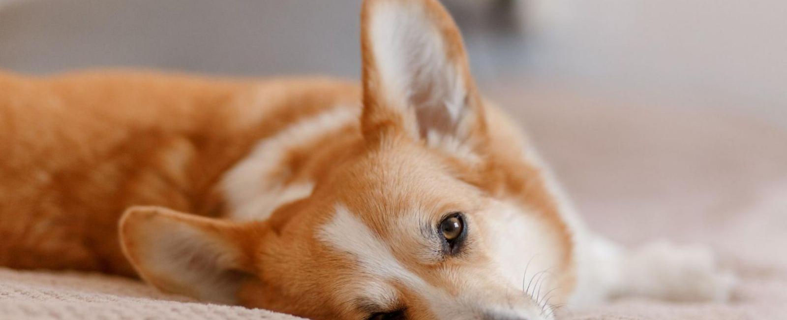 Couch-Potatoes: Why Your Dog Does Nothing All Day & What to Do About It