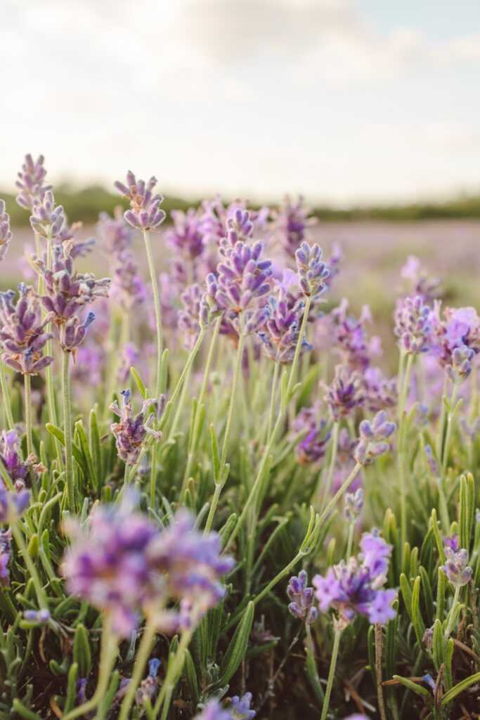 Visiting the UK’s largest lavender farm Castle Farm in Kent Chris