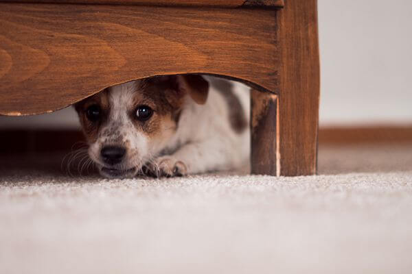 Dog hiding under the bed