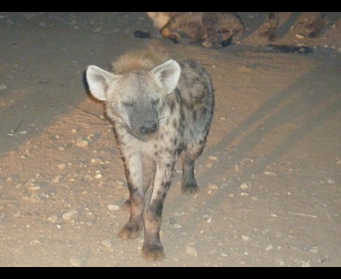 Ethiopia Hyenas 29