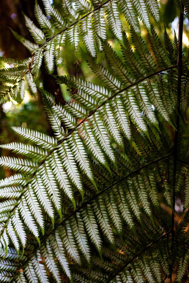 Silver Fern 2, 