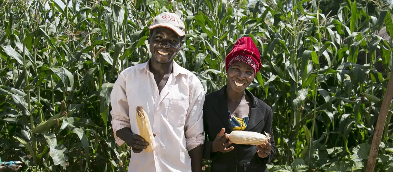 Two farmers standing in a corn field holding corn