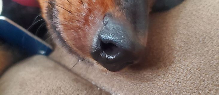 stuffy miniature pinscher nose