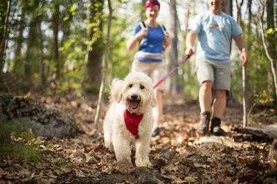 How To Make The Most Of Your Daily Dog Walks