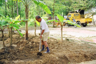 A man standing amidst young banana trees uses a shovel to till the soil at Kampong Lorong Buangkok.