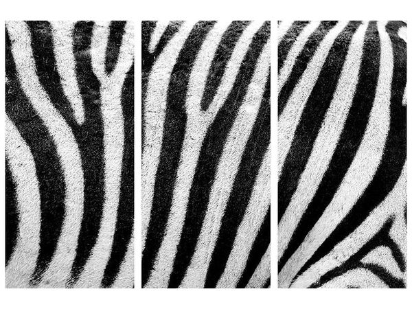 Leinwandbild «Streifen vom Zebra» 3-Teilig