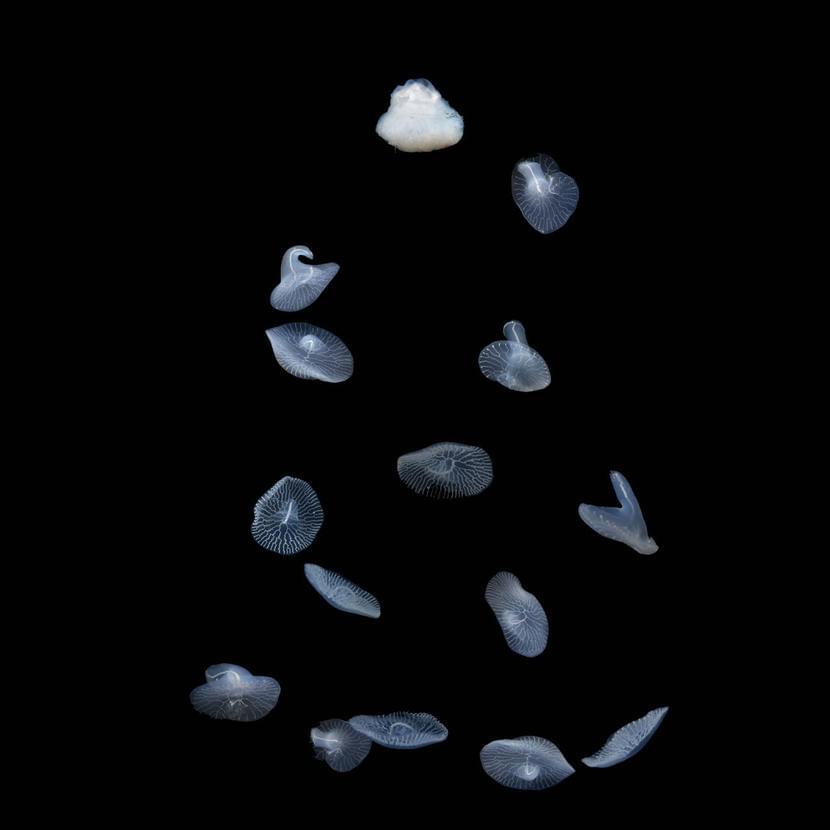 Морские грибы Dendrogramma enigmatica. Фото: Дэвид Пол и Ребекка МакКоли / Музей Виктории