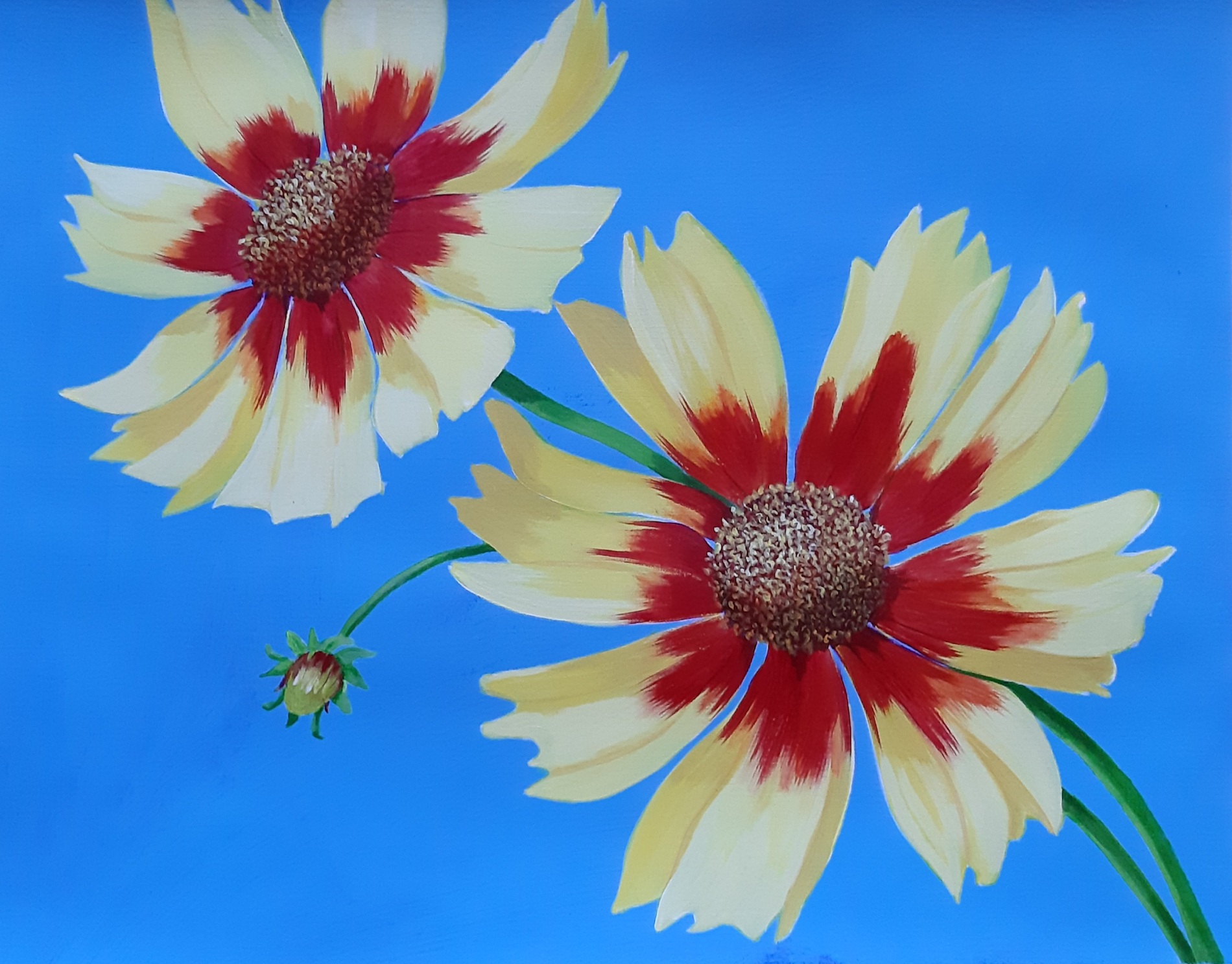 Gaillardia aristata (Blanket flower) - acrylic on paper - 16" x 20"
