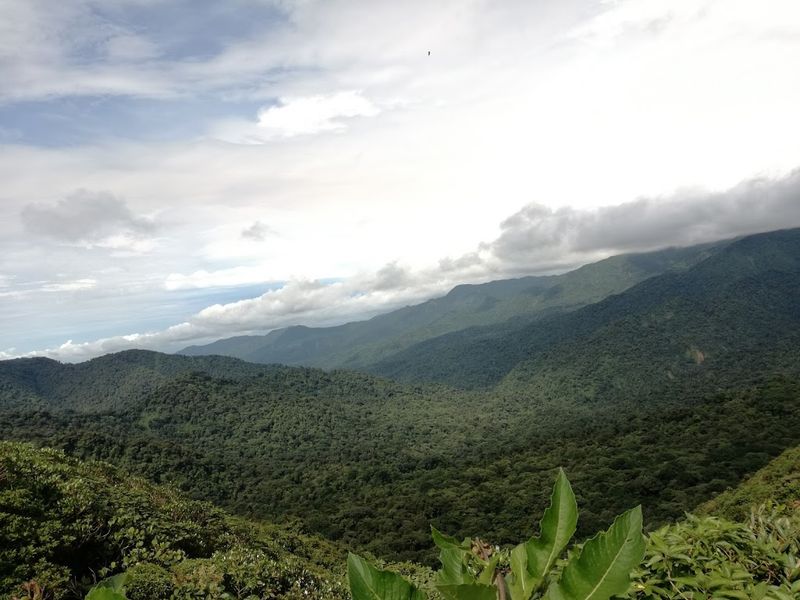 Monteverdes Cloud Forest