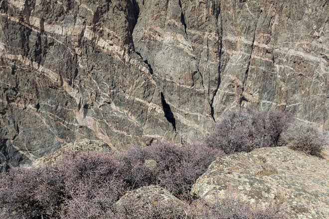 The wall of the deep purple rock of the Black Canyon of the Gunnison, shot through with intrusions of white granite. In the foreground is a row of low desert bushes covered in soft pink buds.
