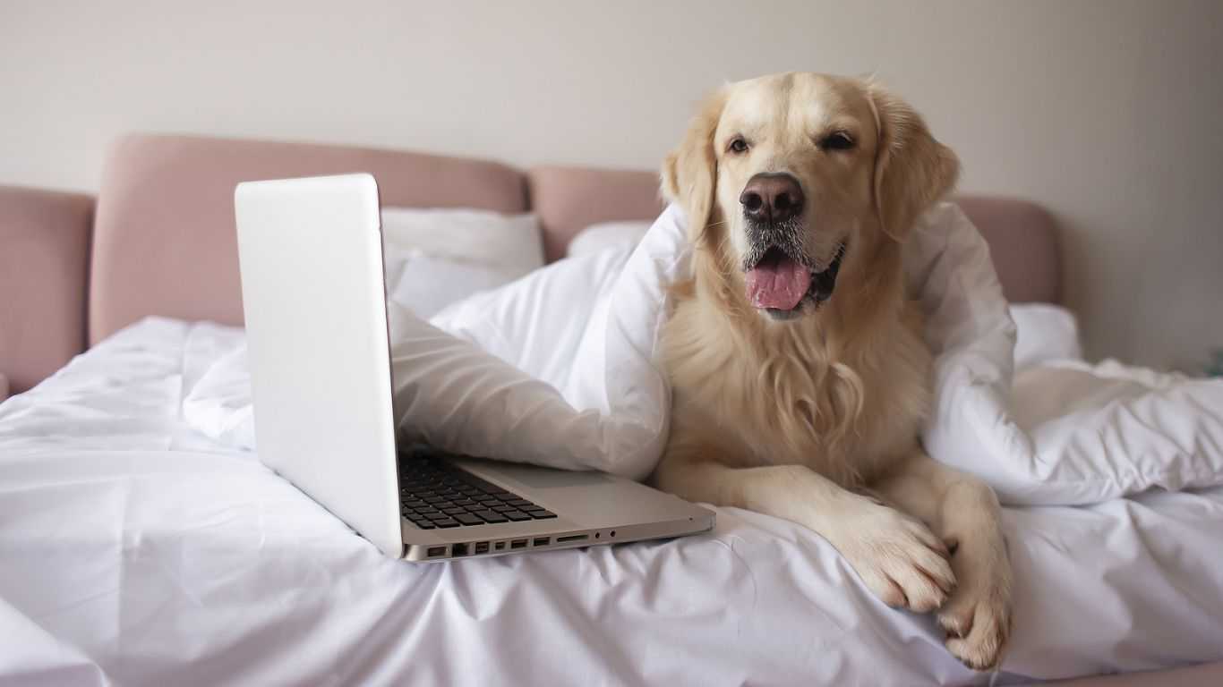 Pet management software for property managers and landlords