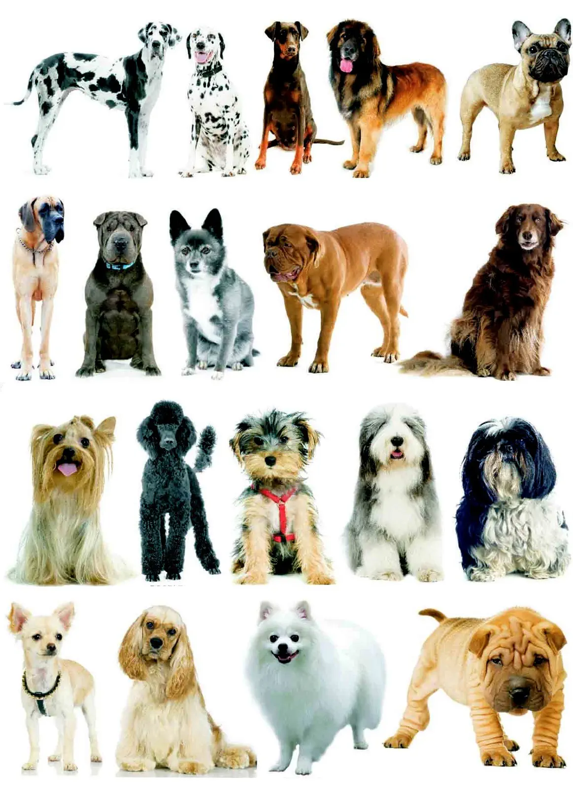 breeds-dogs-visitors.webp
