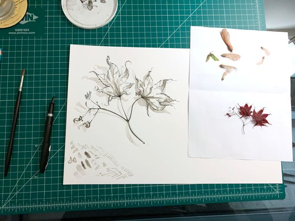 Japanese maple leaves