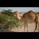 Somalia Desert 1